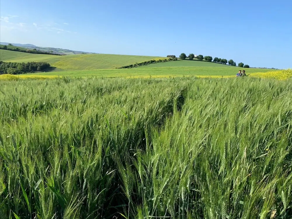 Un campo di cereali verdi tra le colline, dai materiali del progetto Biocereals